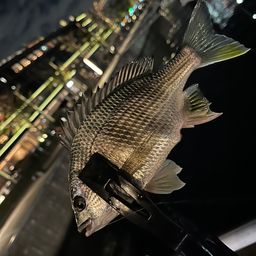 キビレ