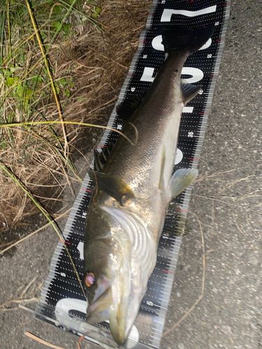 宍道湖