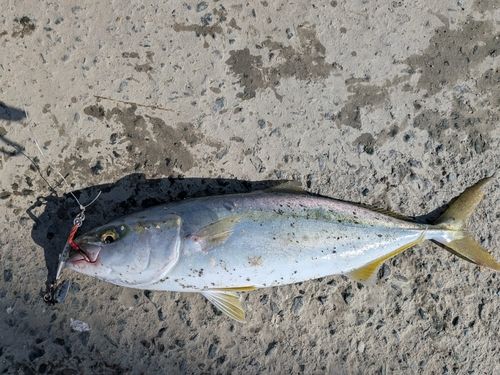 ヤズの釣果