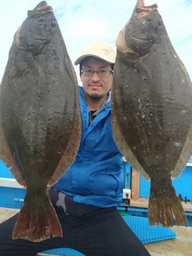 ヒラメの釣果