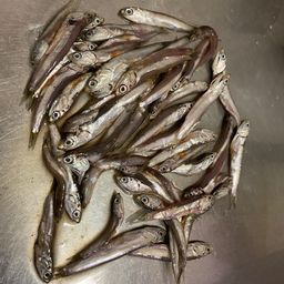 サッパ