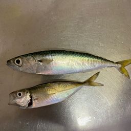 アジ