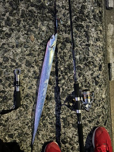 タチウオの釣果