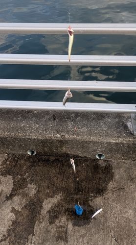 イワシの釣果