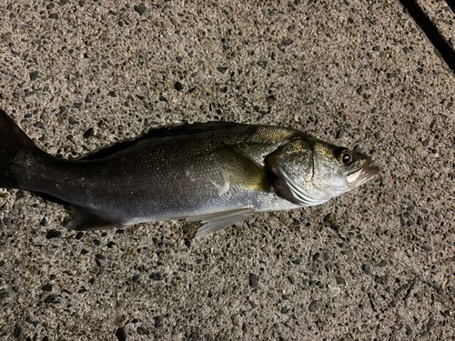 長崎湾