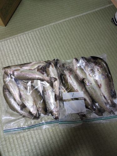 ニジマスの釣果