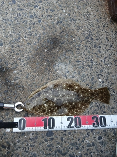 ヒラメの釣果