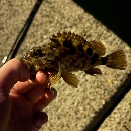 カサゴ