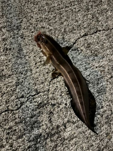 ゴンズイの釣果