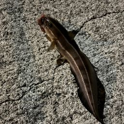 ゴンズイ