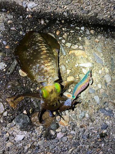 アオリイカの釣果