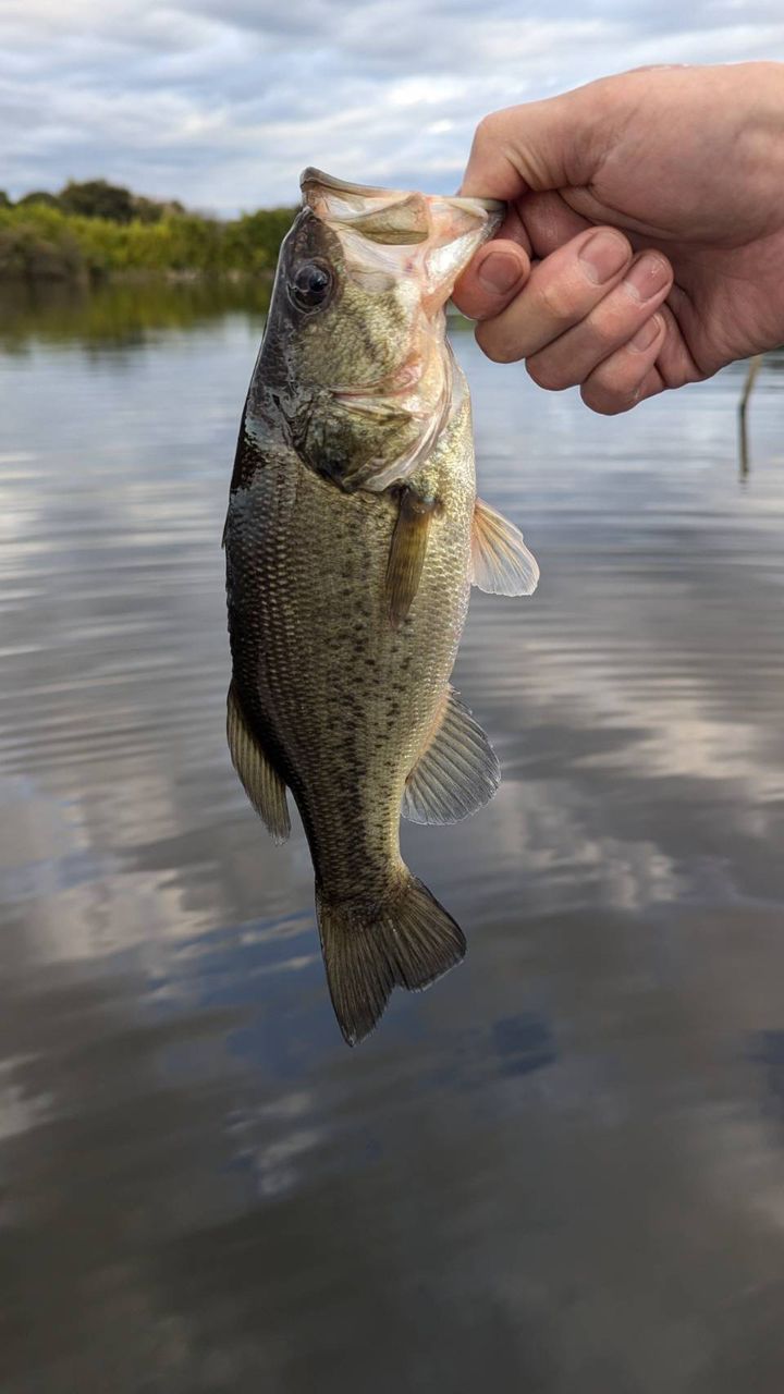 ラージマウスバス