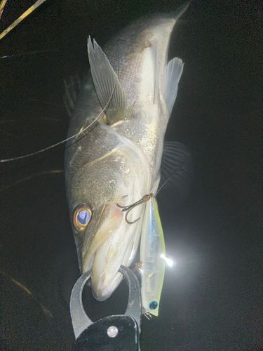 フッコ(マルスズキ)の釣果