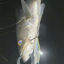 フッコ(マルスズキ)