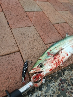 サゴシの釣果