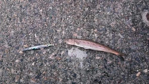エソの釣果