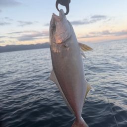 ショゴ
