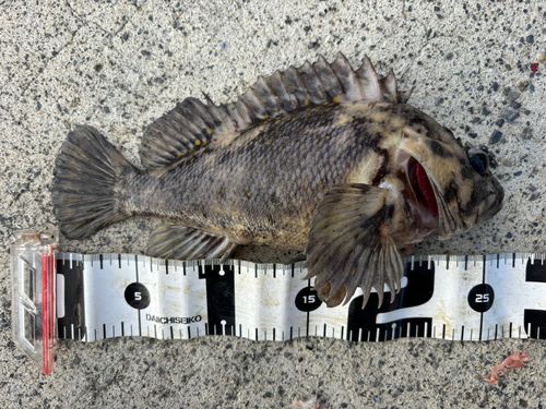 オウゴンムラソイの釣果