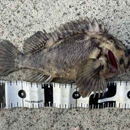 オウゴンムラソイ