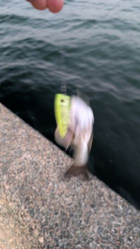 セイゴ(マルスズキ)の釣果