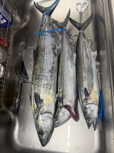 サワラの釣果