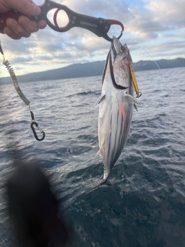 カツオの釣果