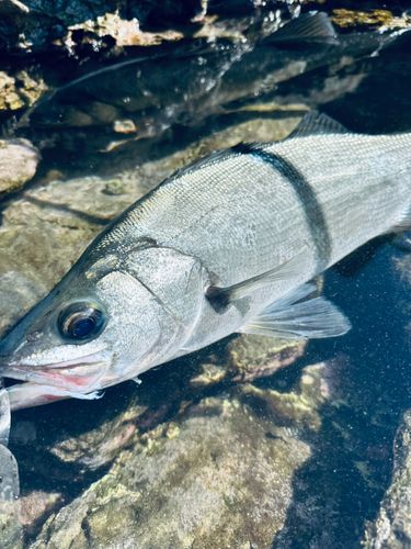 ヒラスズキの釣果