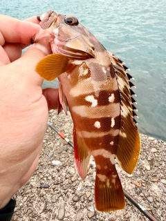 アカハタの釣果