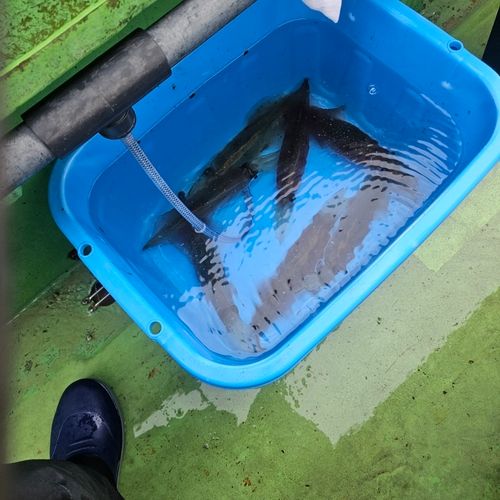 観音崎沖