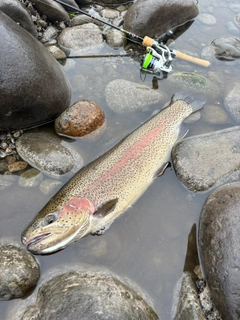 ニジマスの釣果