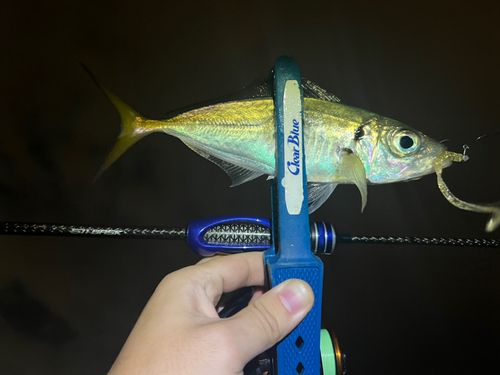 マアジの釣果