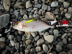 ショゴの釣果