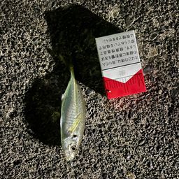 アジ