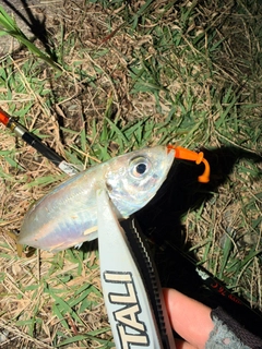 アカハタの釣果