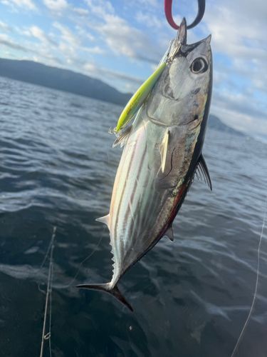 カツオの釣果