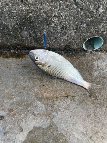 コノシロの釣果