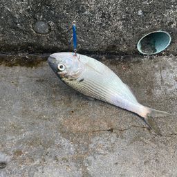 コノシロ