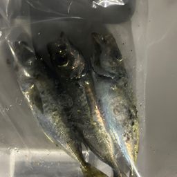 アジ