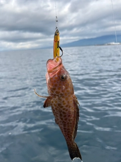 オオモンハタの釣果