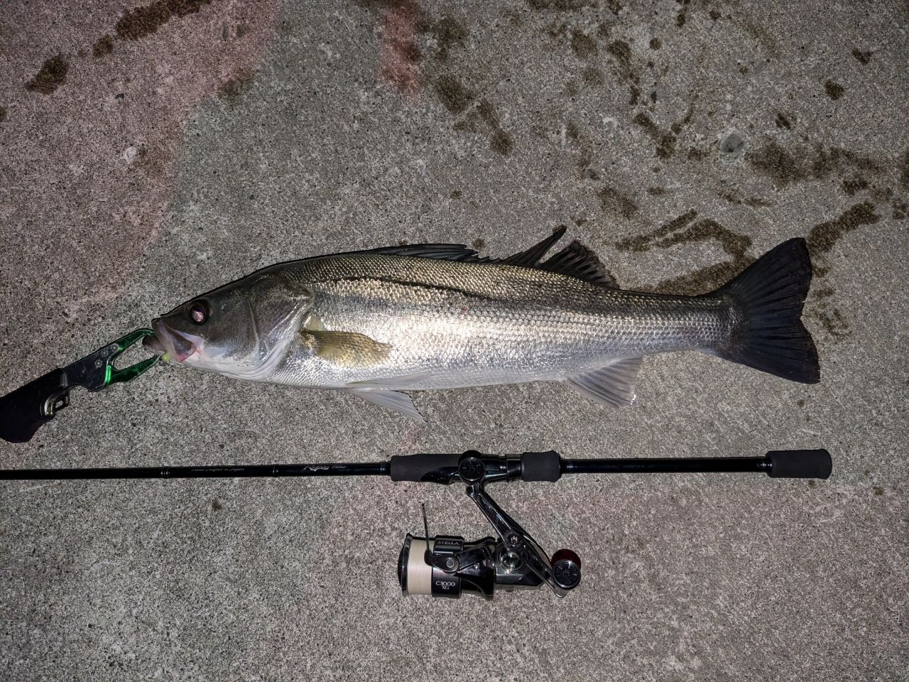 リアルクレセント RC-81 TZ Nano Real Crescent 81 フィールドスタッフ