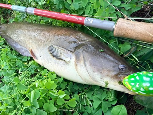 ナマズの釣果