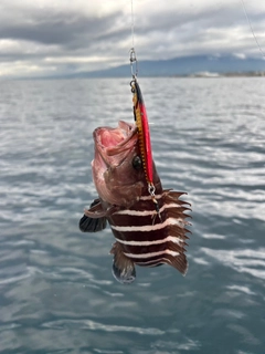アオハタの釣果