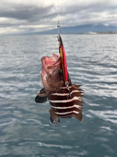 アオハタの釣果