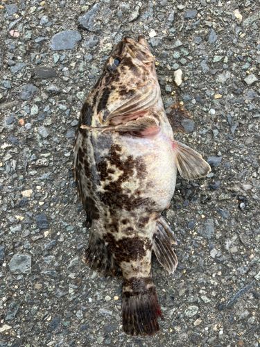 タケノコメバルの釣果