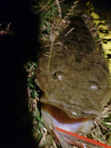 マゴチの釣果