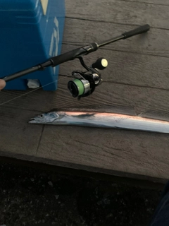 タチウオの釣果
