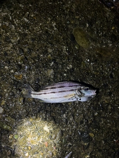 シマイサキの釣果