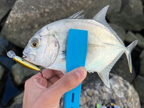 メッキの釣果