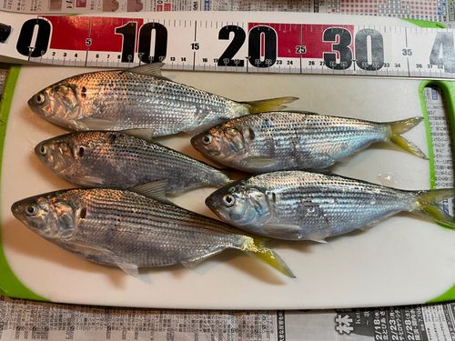 コノシロの釣果