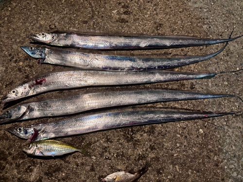 タチウオの釣果